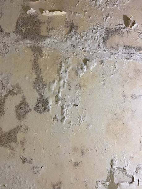 Best Mold Remediation  in Batavia, IL