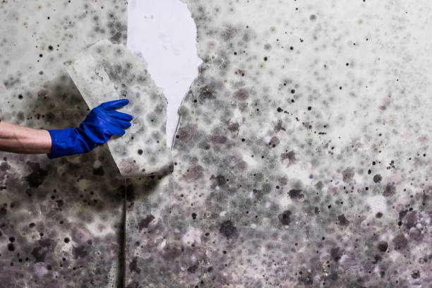 Best Black Mold Removal  in Batavia, IL