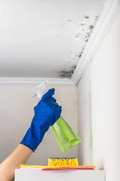 Professional Mold Removal in Batavia, IL